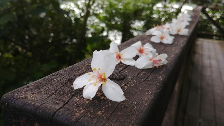 桐花