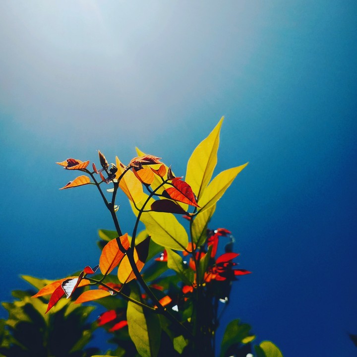 tree