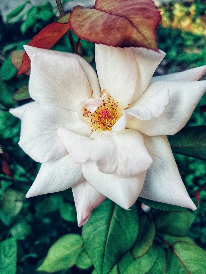 Where the flowers degenerate, man can not live.