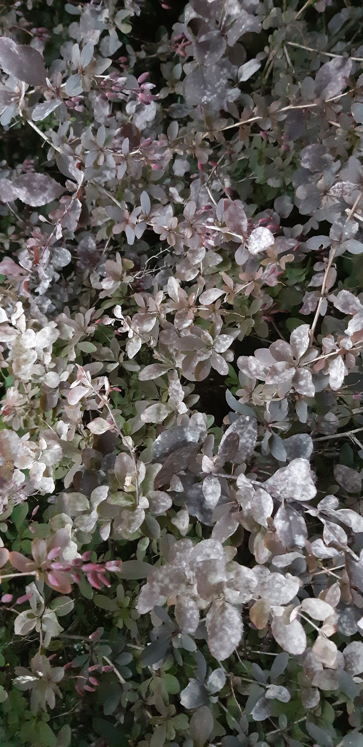 leaves