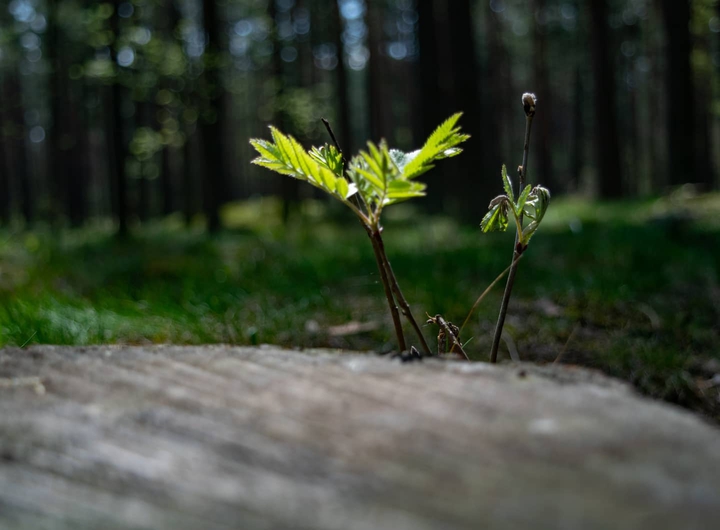 Spring