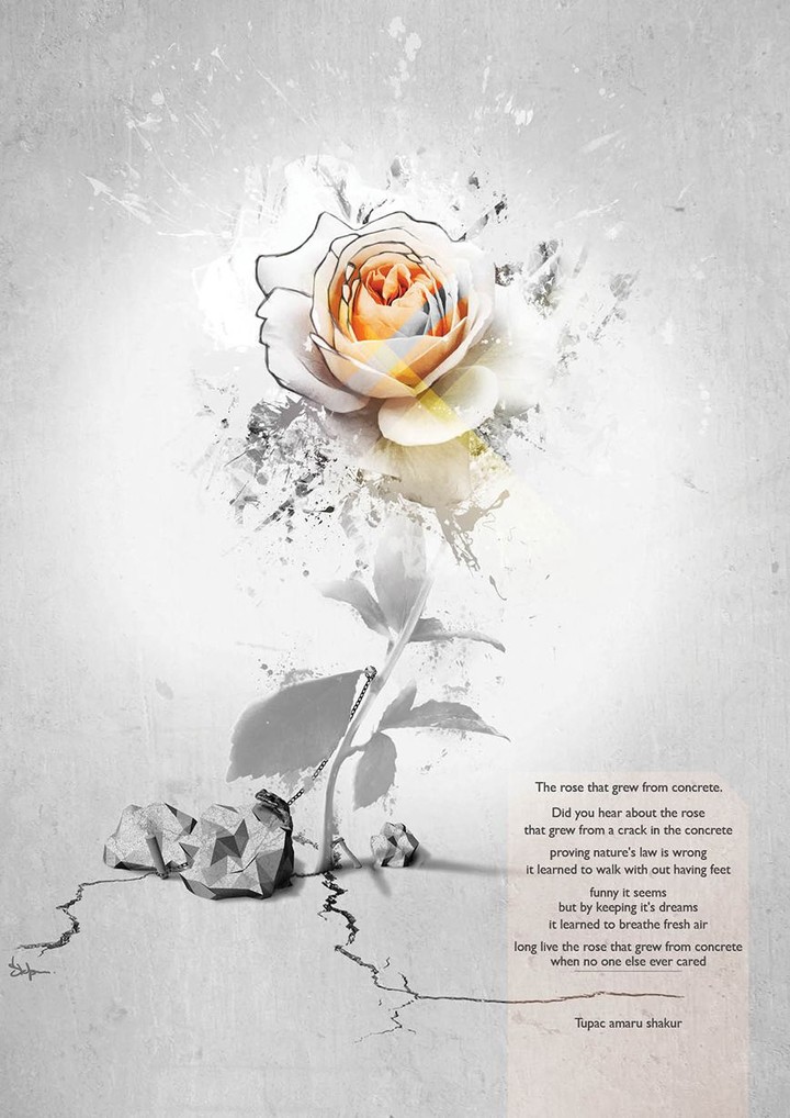 rose 6