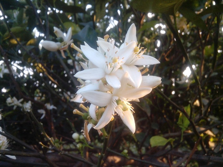 flower