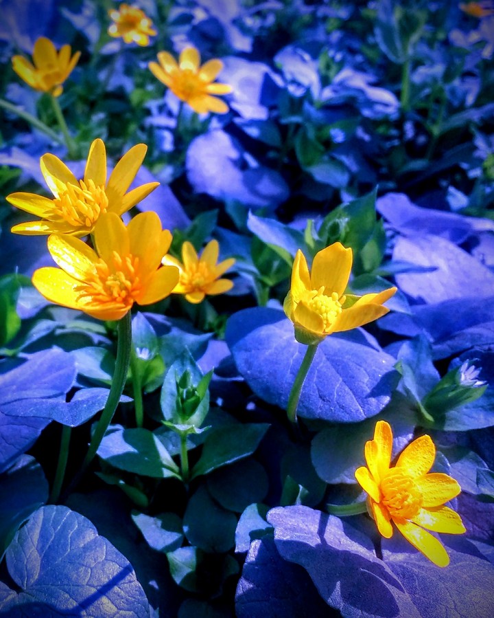 blu and yelou flower