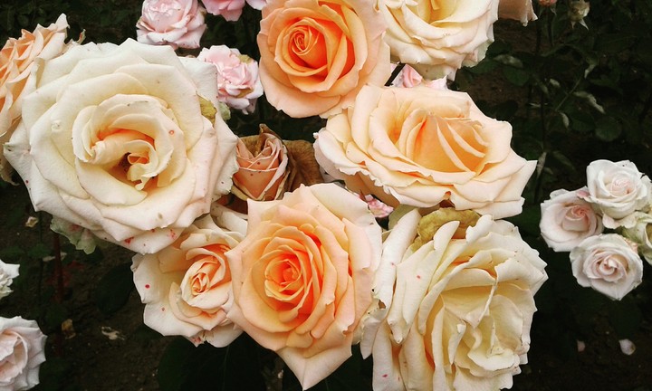 dramma rose 