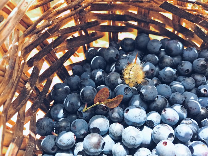 berries