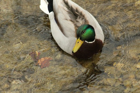 duck
