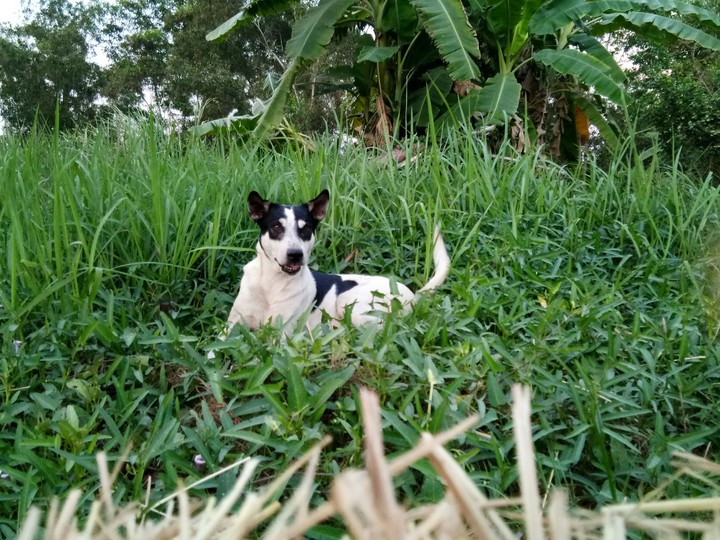 country dog