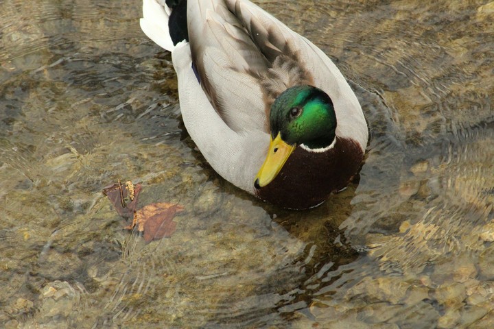 duck
