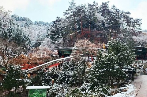 snow, conifers壁纸