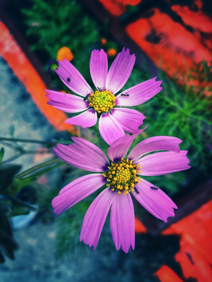 The beauty