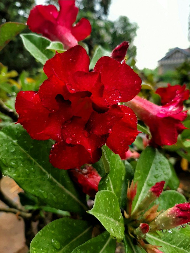 Hoa sứ đỏ