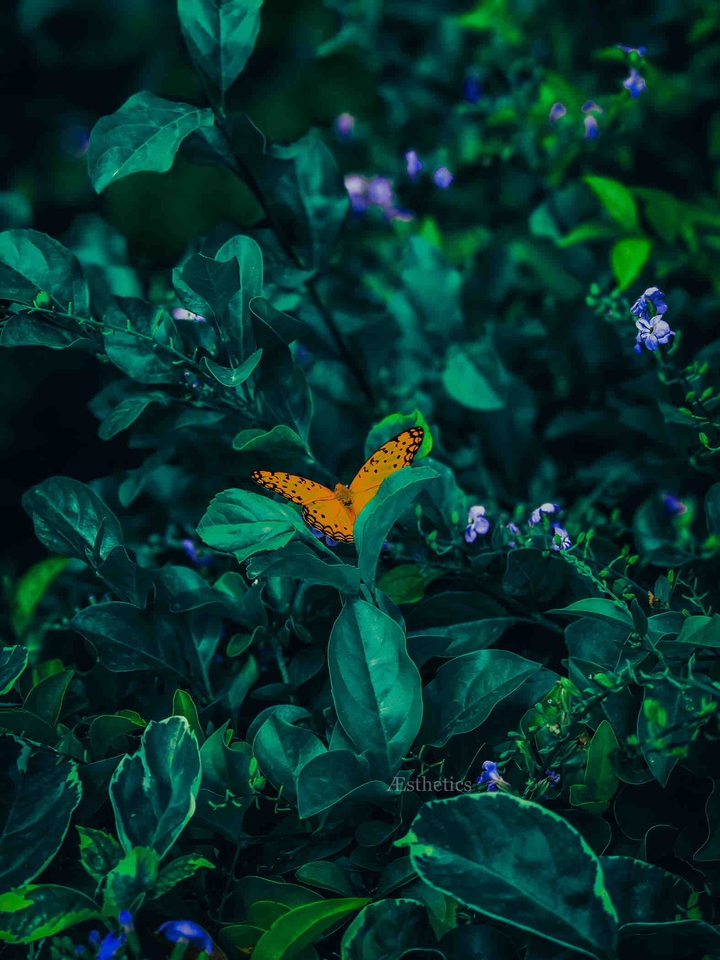 butterfly ?