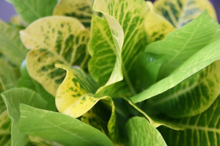 Greens