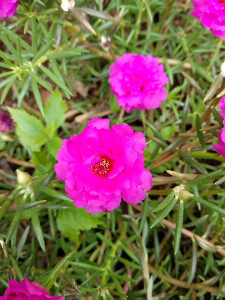 Flower in Garden