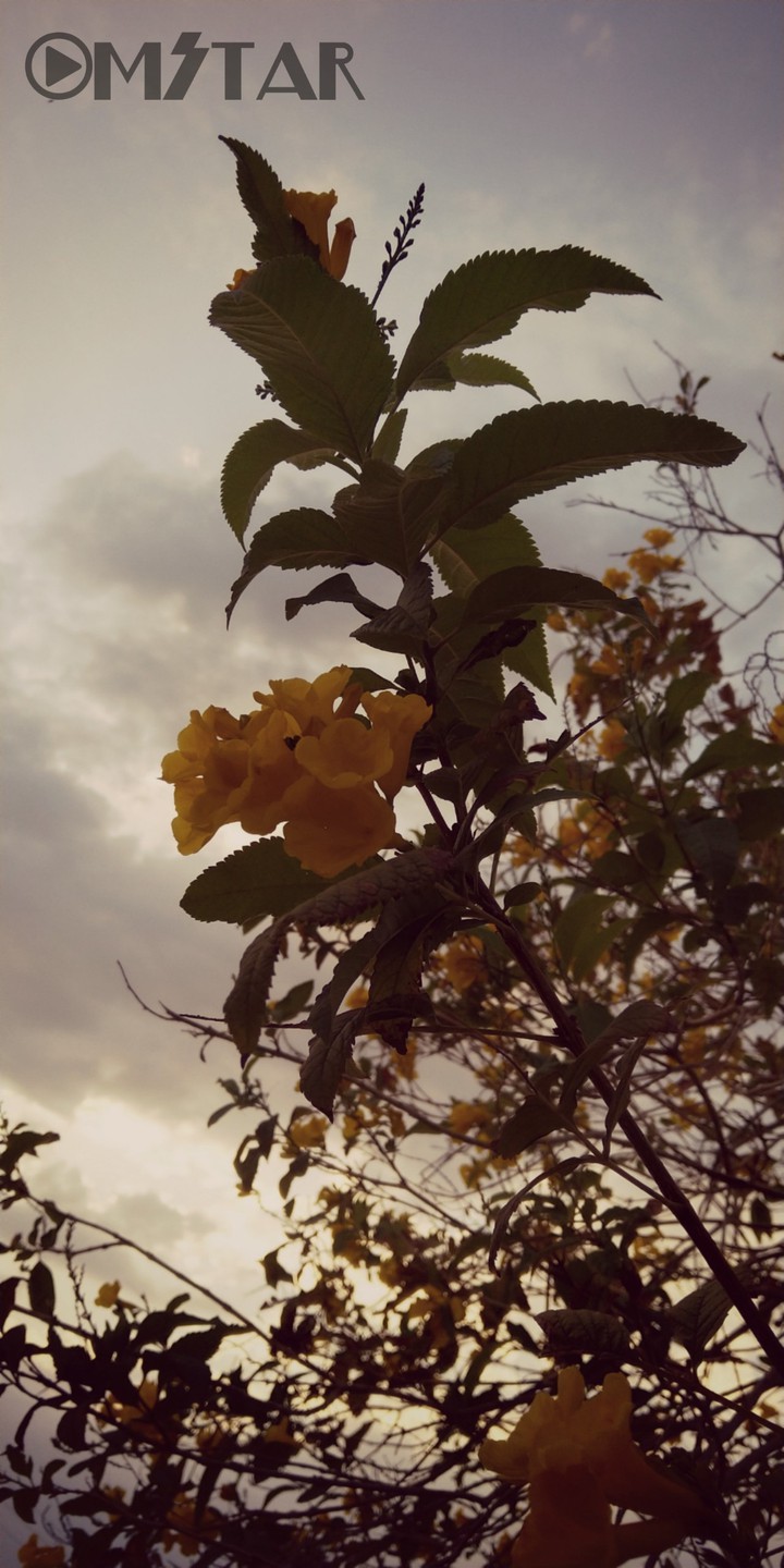 Evening