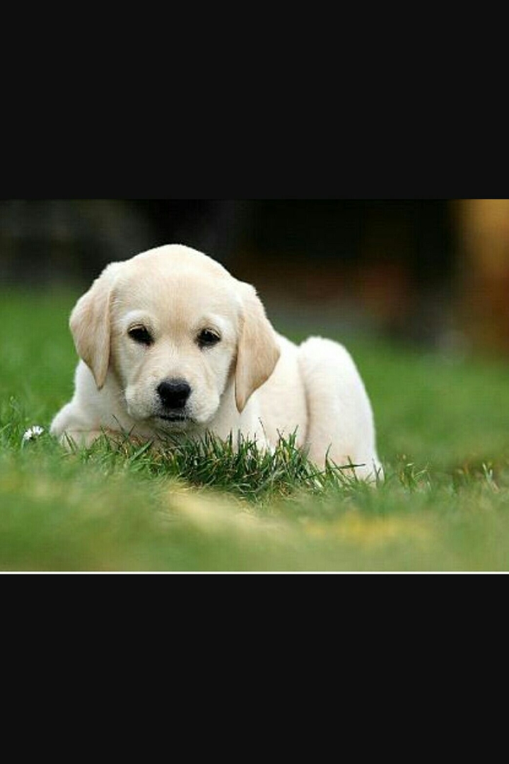 Cute Dog ♡