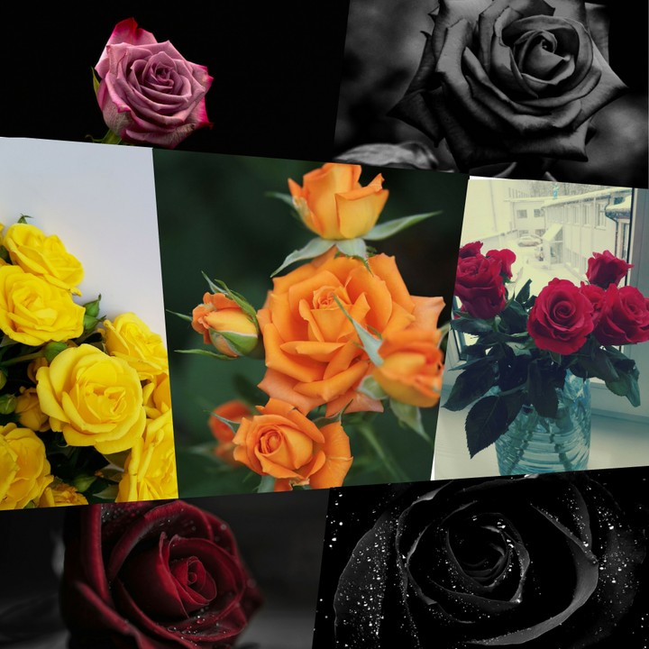 rose with colorzz...