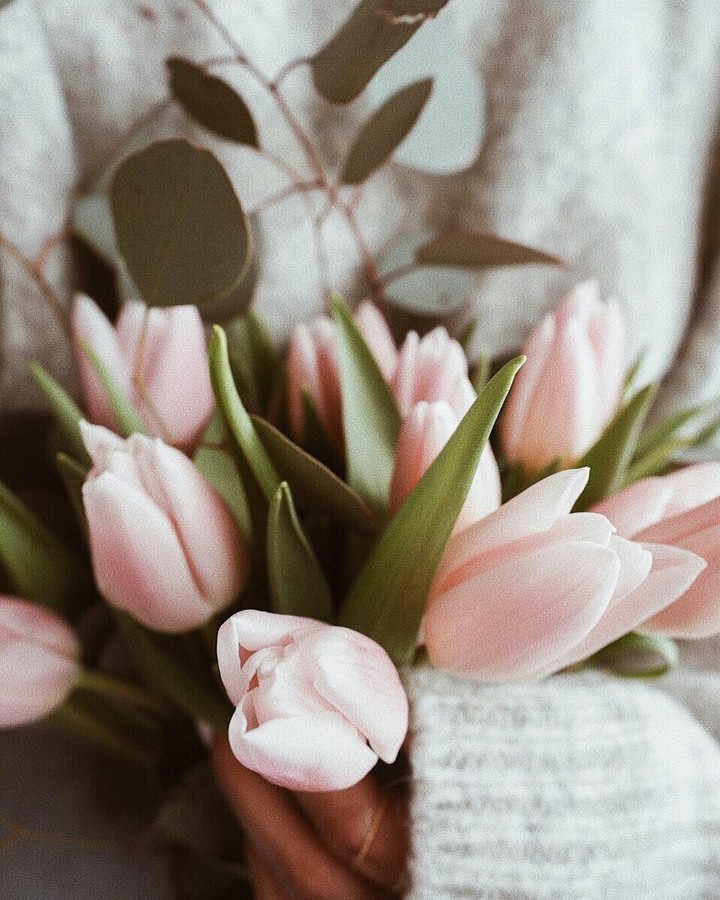 Tulips❤