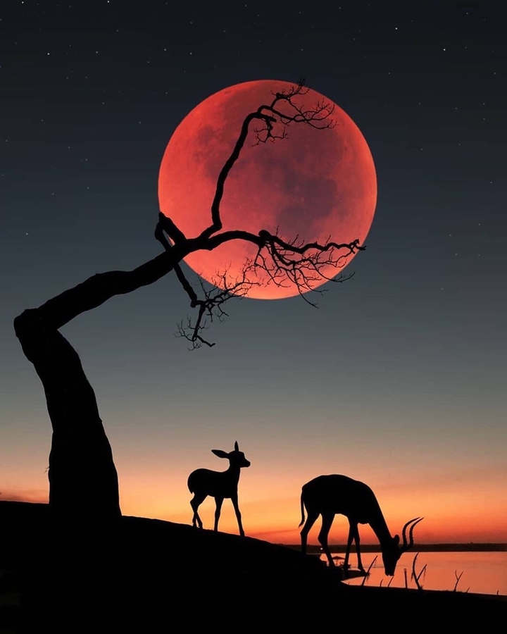 bloody moon #2