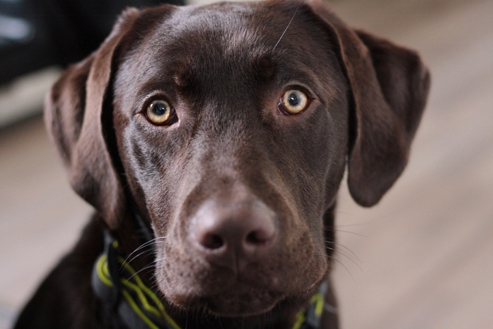 Labradormädchen Cora