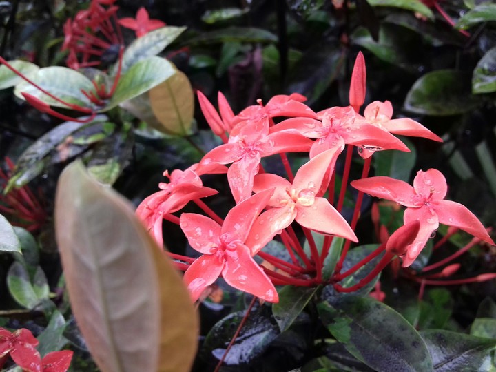 Flowers