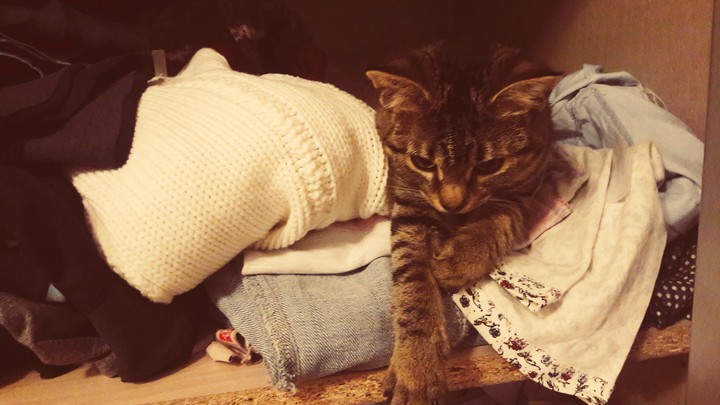 Kitty