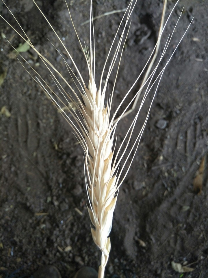 wheat stem