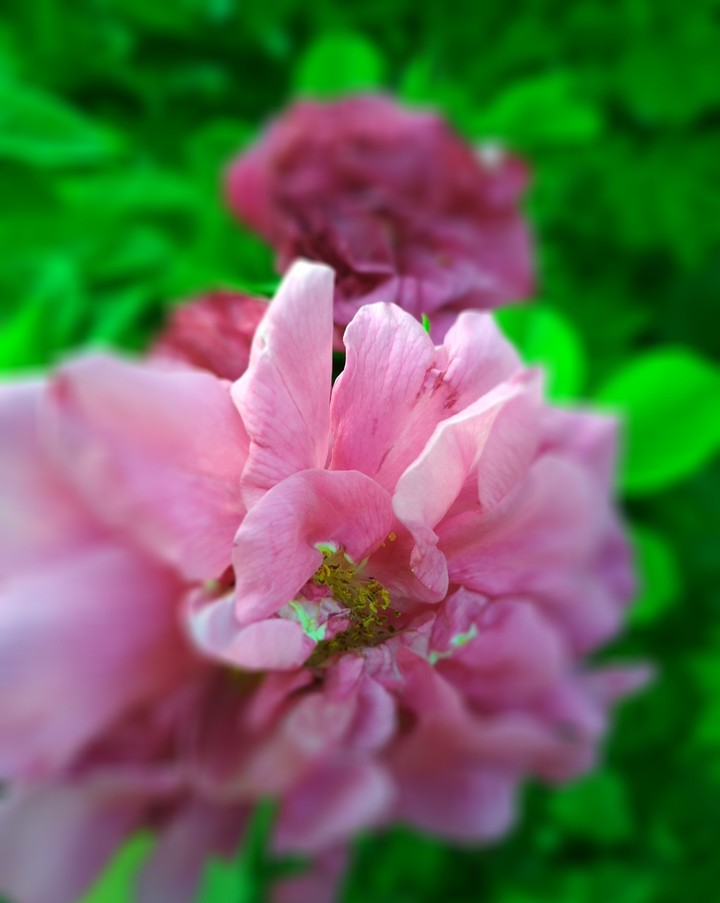 roses