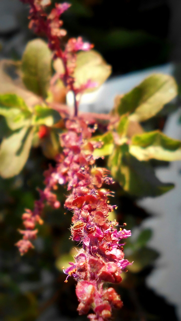 Tulsi