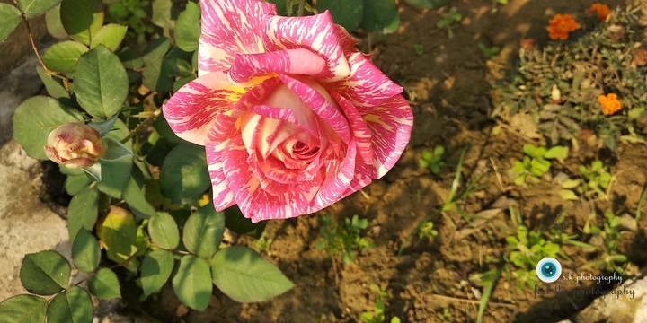 rainboies rose