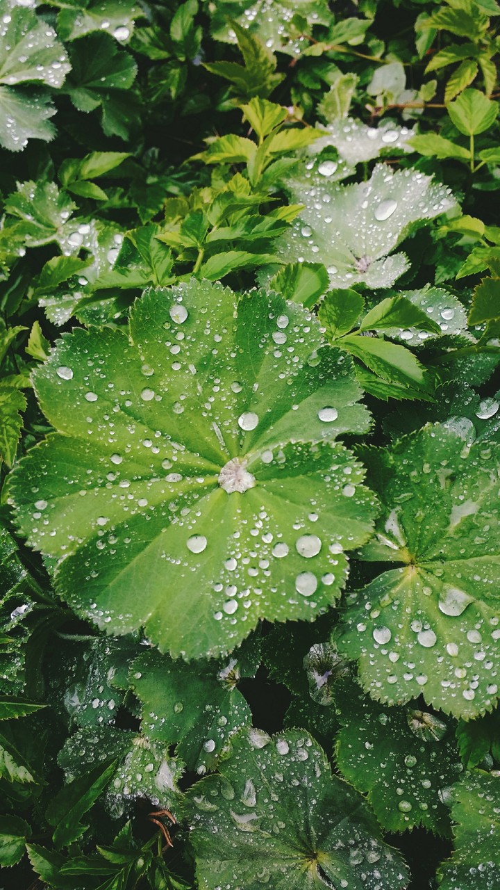 leave with drops