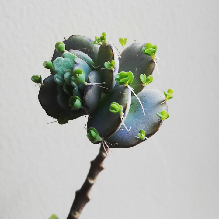 Succulent with new baby plants