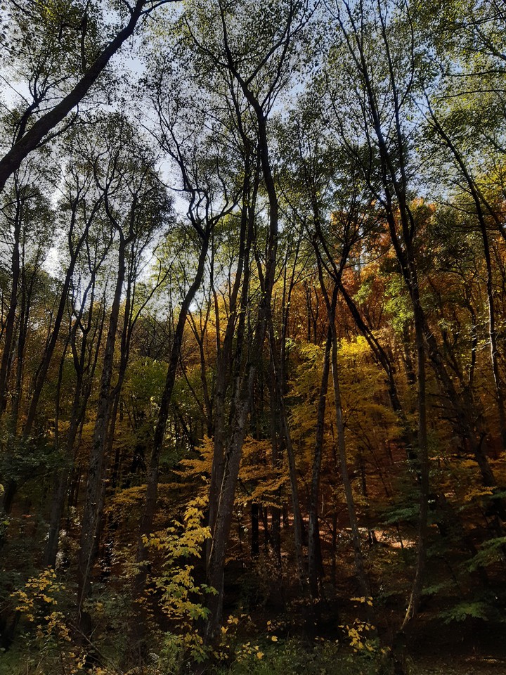 Autumn-dressed trees