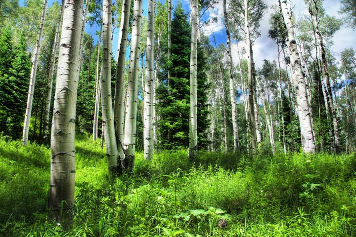 spring forest