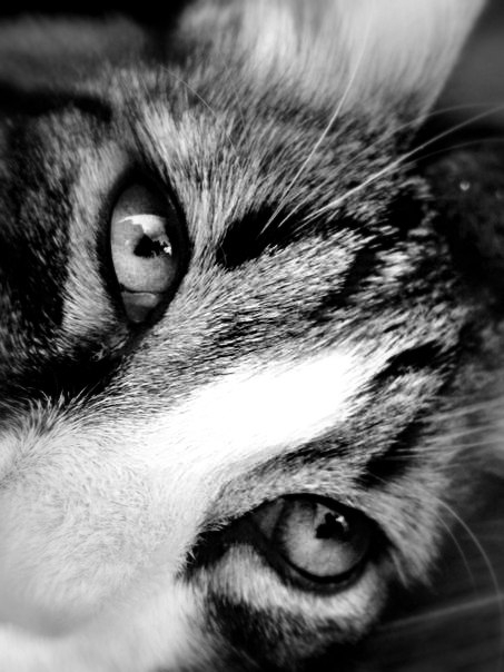 Eyes