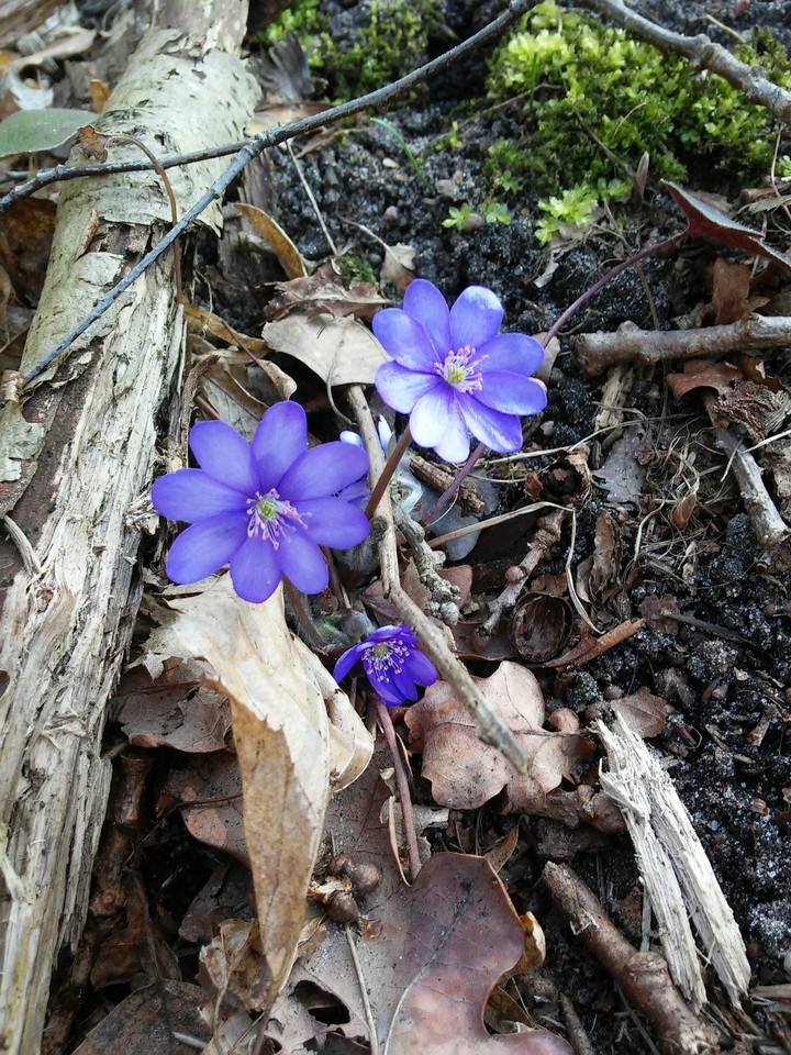 spring flower