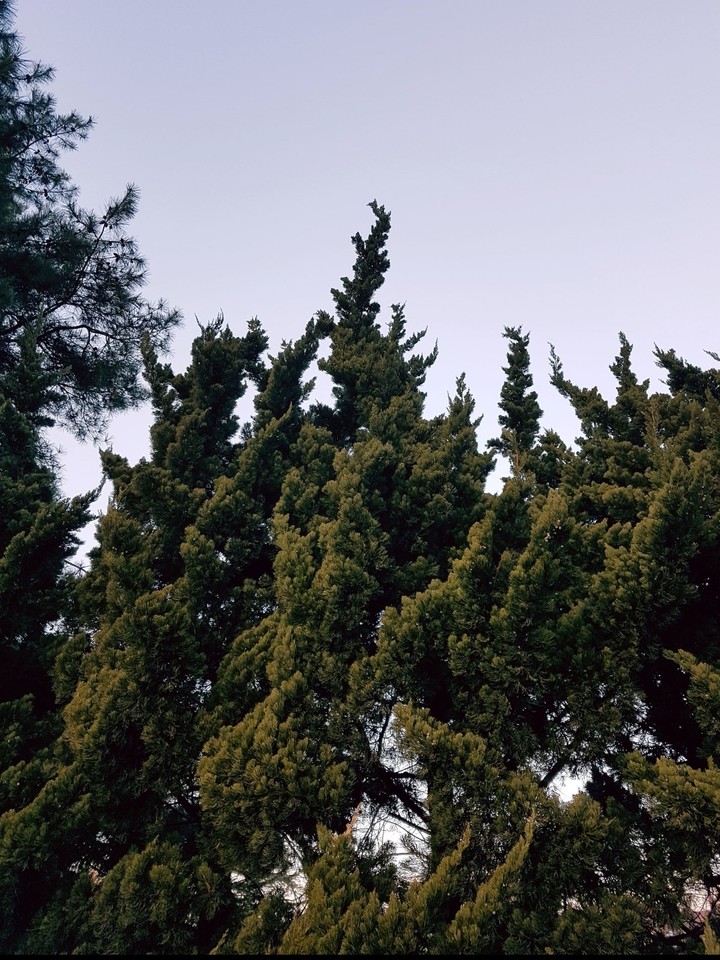 tree-2