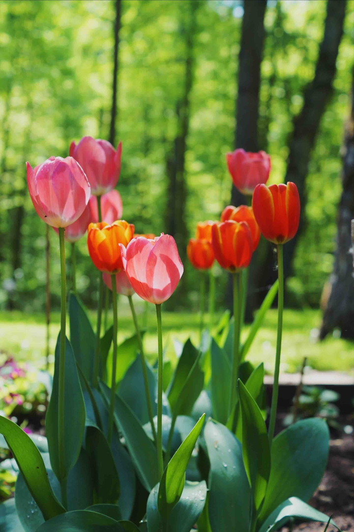 Tulips