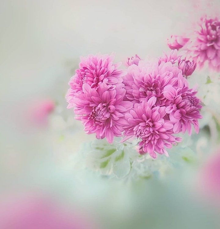 Soft spring beauty♡