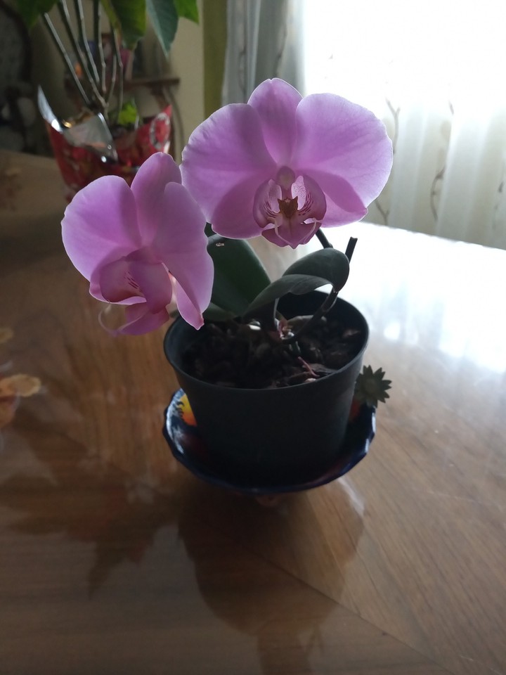 bonita mi orquídea ❤️❤️ saludos desde México