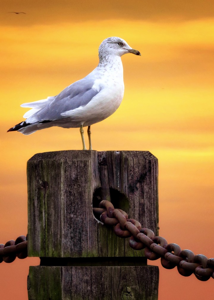 Seagull