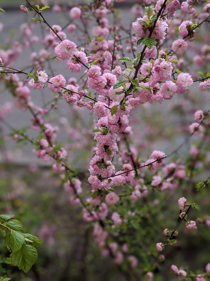 pink love