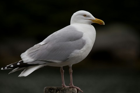 Gull