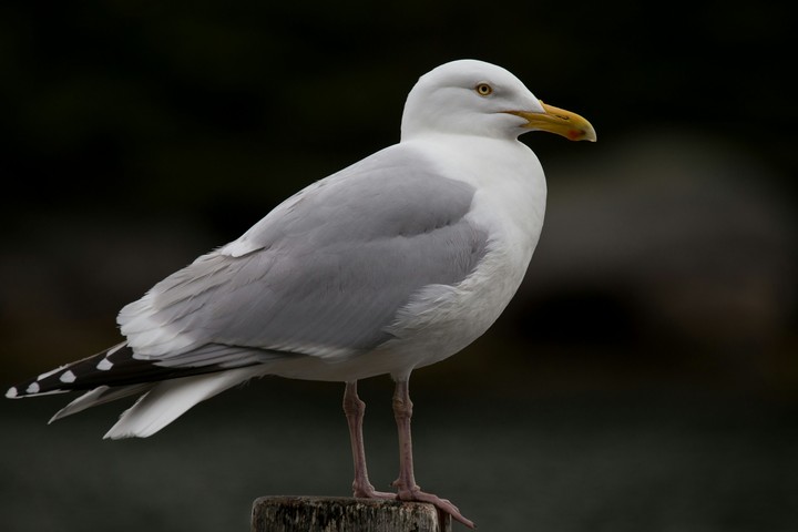 Gull