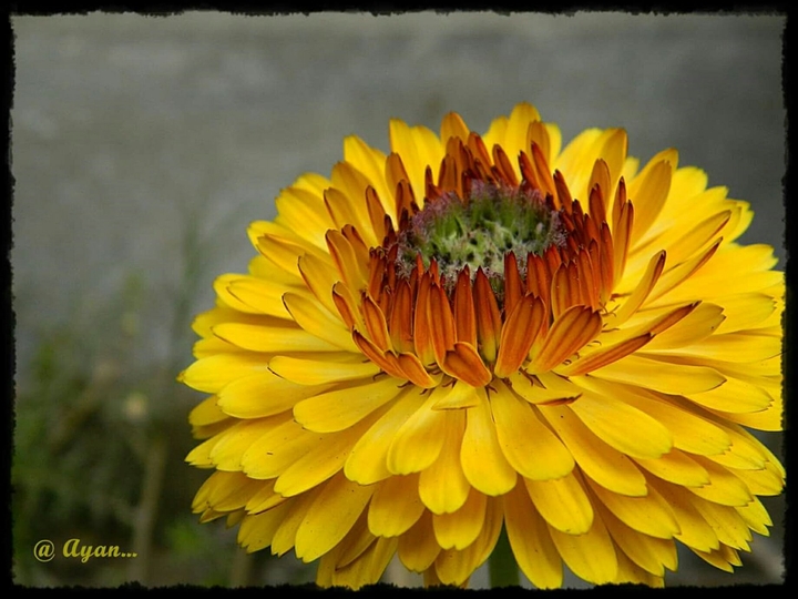 Yellow at its best