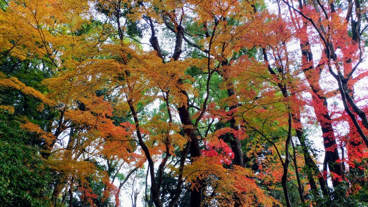 紅葉 Autumn leaves