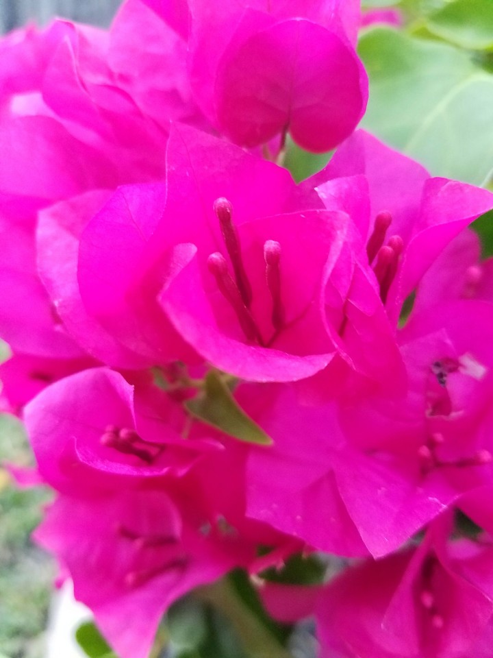 A bright flower