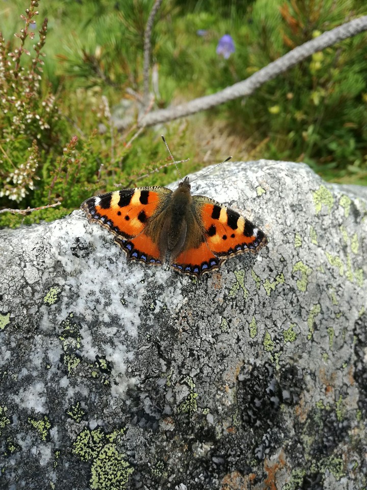 butterfly