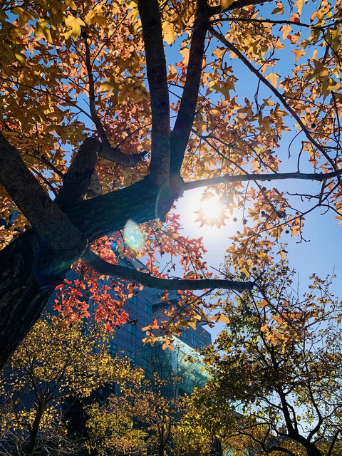 winter sun